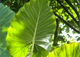 alocasia-macrorrhiza-elefantenohr-alokasie-taro (1)